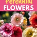 growing tall perennial flowers