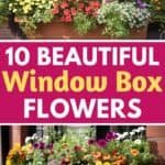 window box flowers