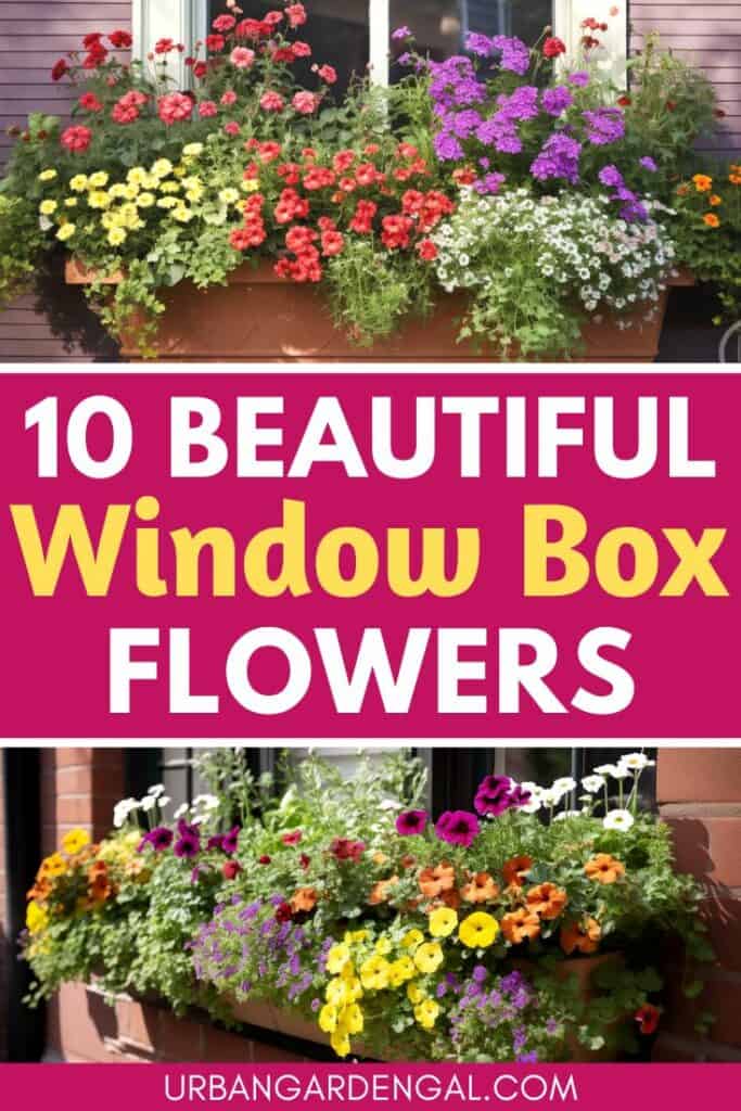 window box with colorful flowers