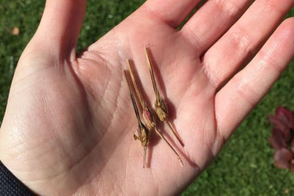 dried geranium seed pods