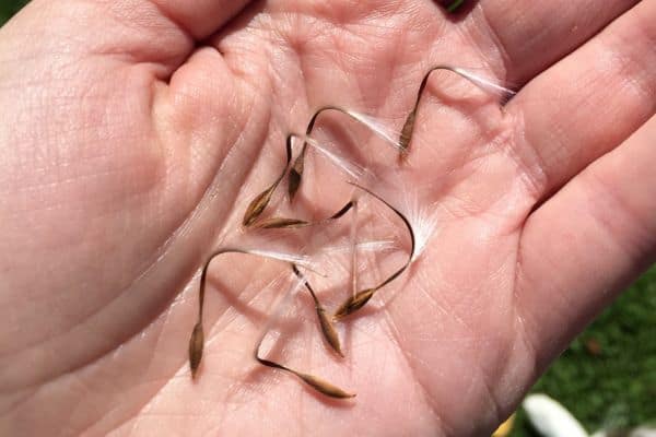 dried geranium seeds