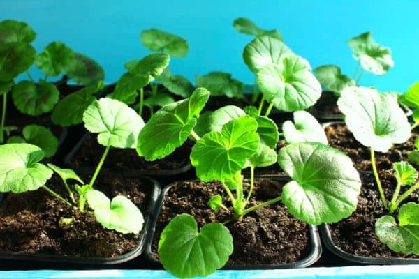 geranium seedlings