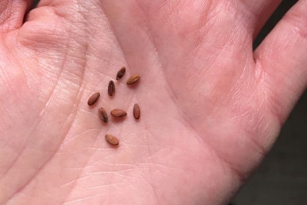 geranium seeds