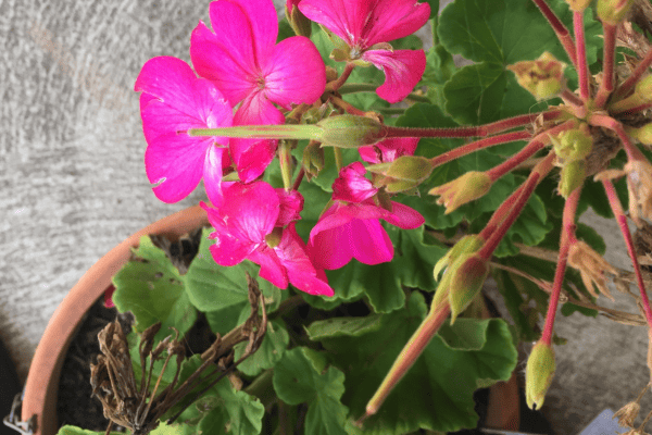 green geranium seed pods