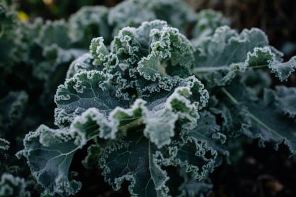 kale in the frost