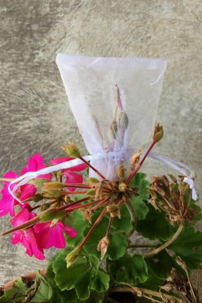 a bag covering geranium seed pods