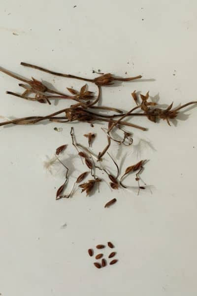 How to Collect Geranium Seeds - Urban Garden Gal