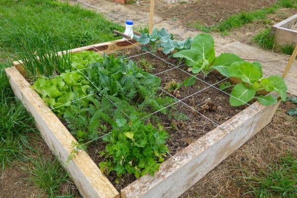 square foot garden with string lines