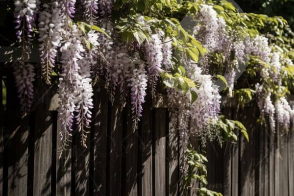 wisteria growing on a fence