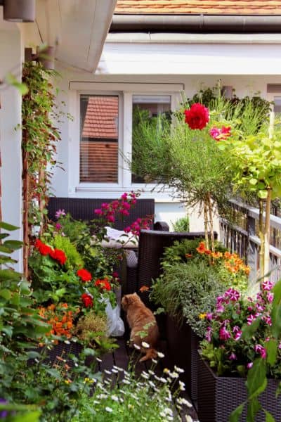 an overcrowded balcony garden