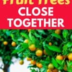citrus trees in a backyard orchard