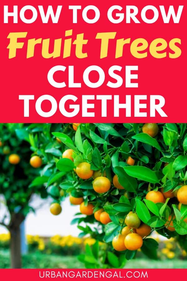 growing fruit trees close together