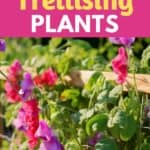 trellising plants
