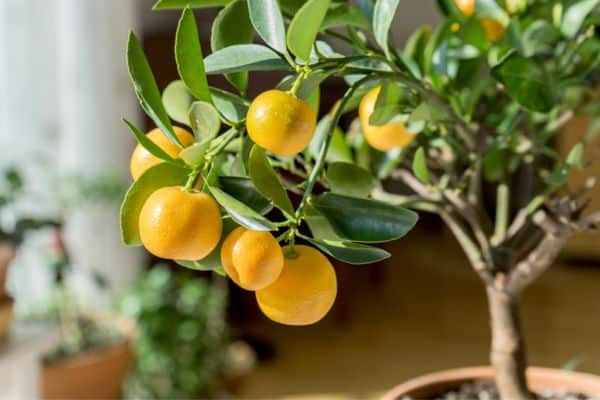 citrus tree in a pot