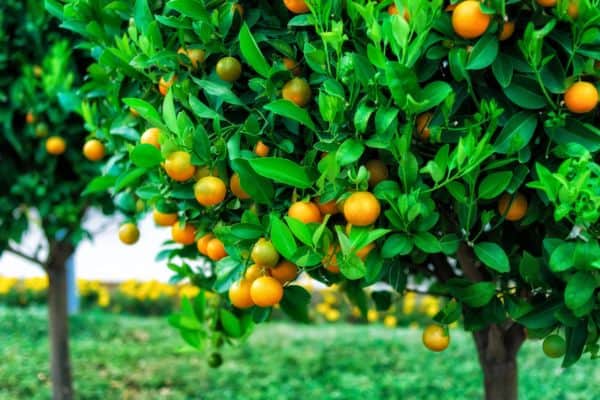 fruit trees planted close together