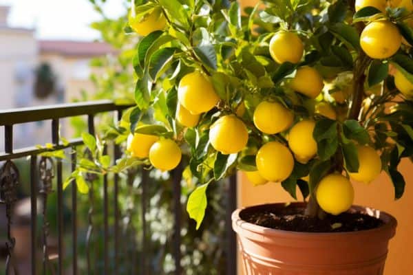 lemon tree on a balcony