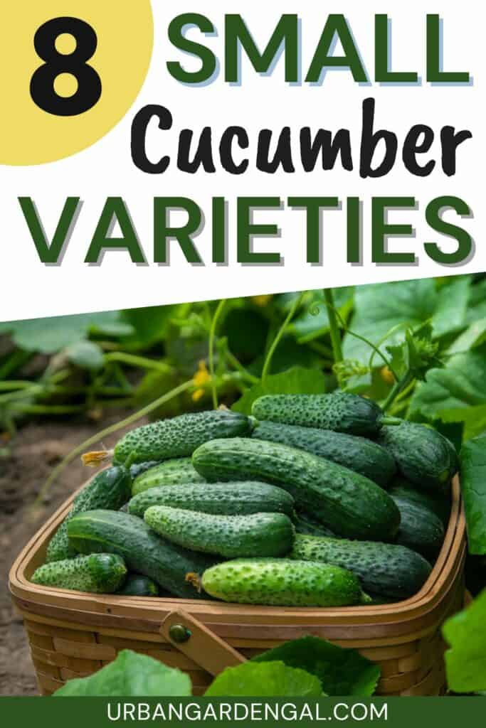 harvesting small cucumbers