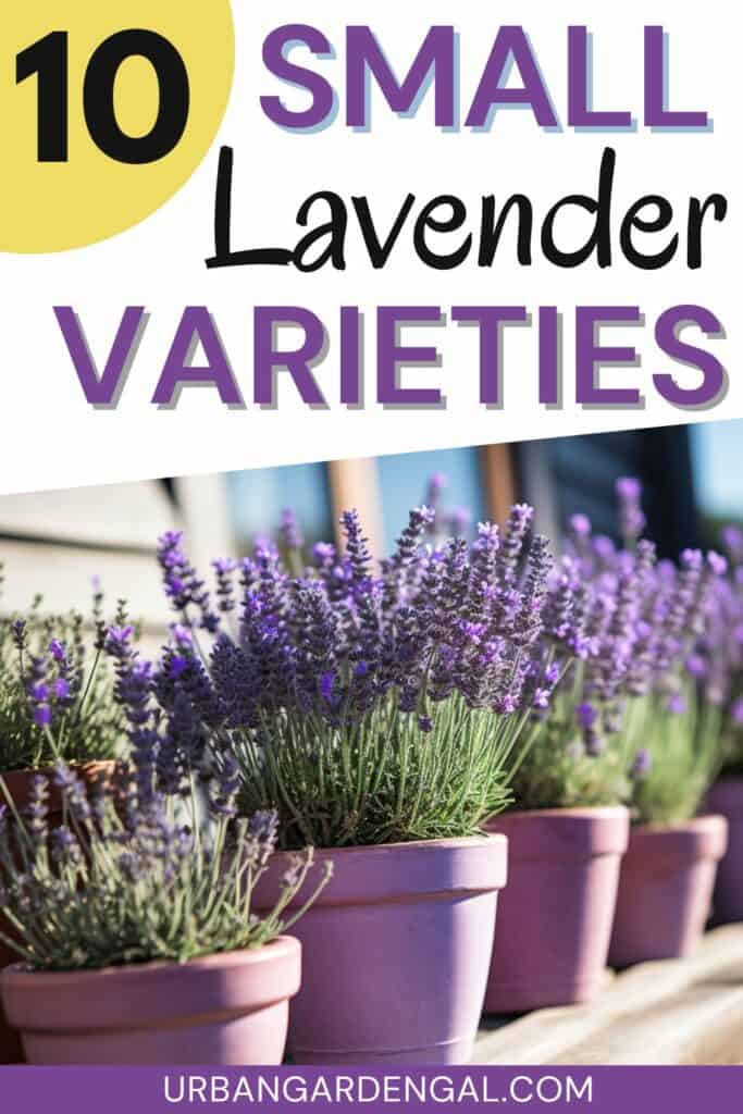small lavender plants in purple pots