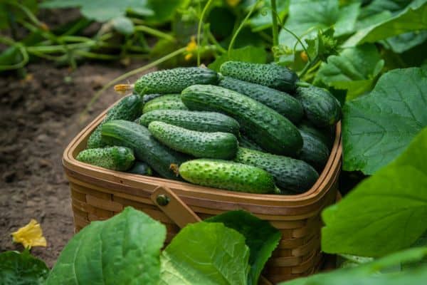 small cucumbers in a basket