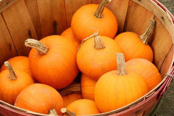 harvesting small pumpkins