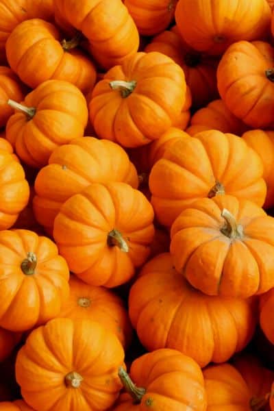 miniature pumpkins