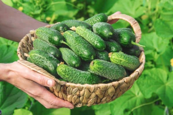 small cucumbers in the garden