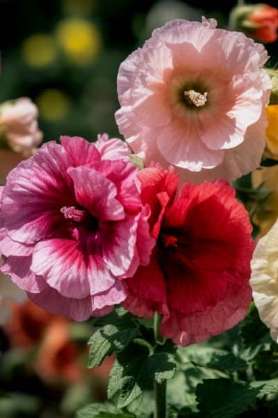 tall hollyhock flowers growing in the garden