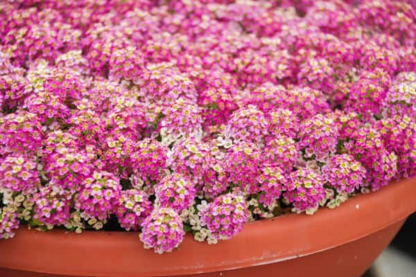alyssum balcony plant