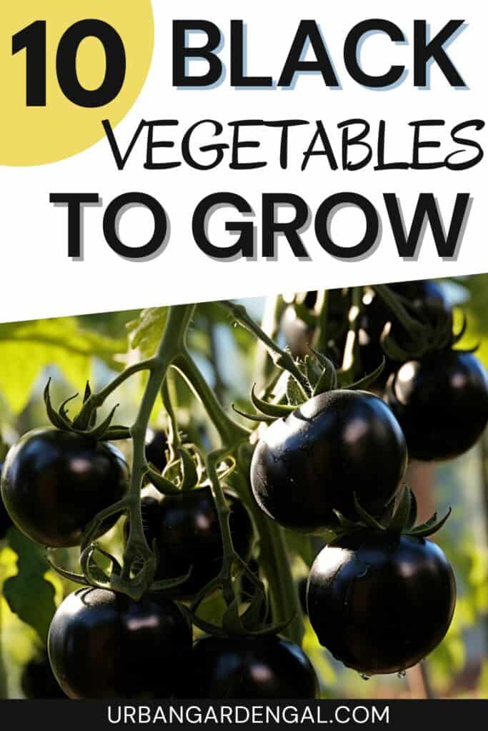 growing black tomatoes in the garden