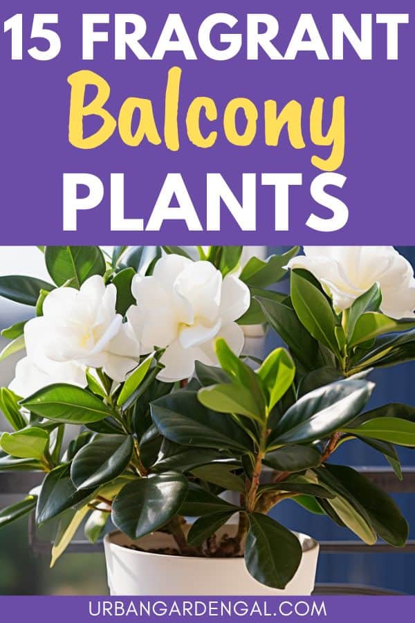 fragrant balcony plants
