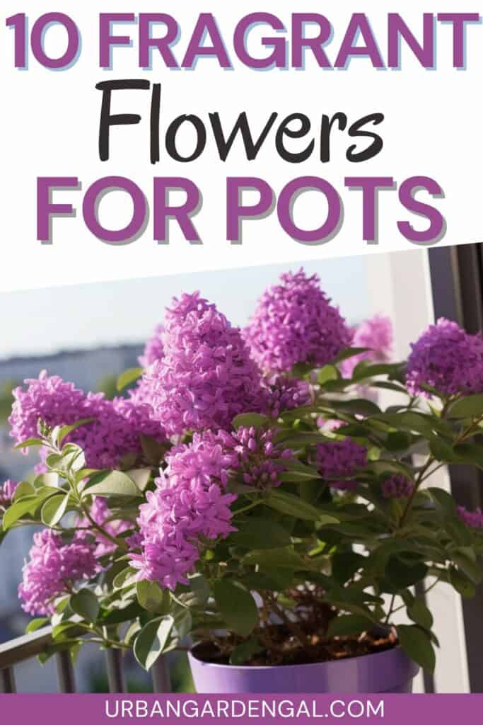 fragrant lilac plants in a pot