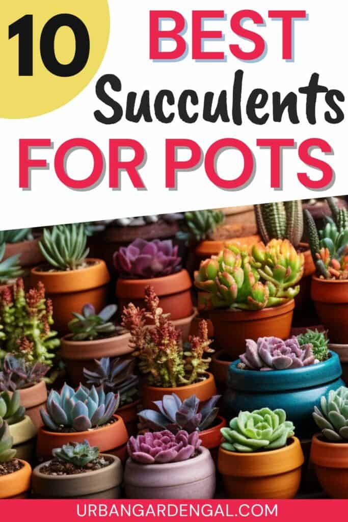 growing succulent plants indoors