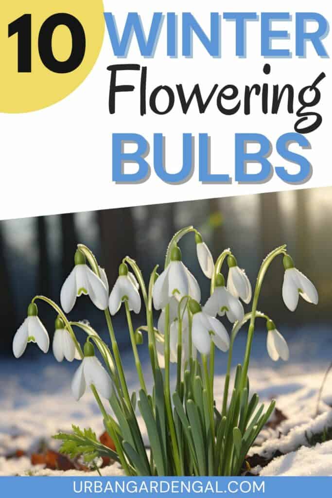 snowdrop bulbs blooming in winter