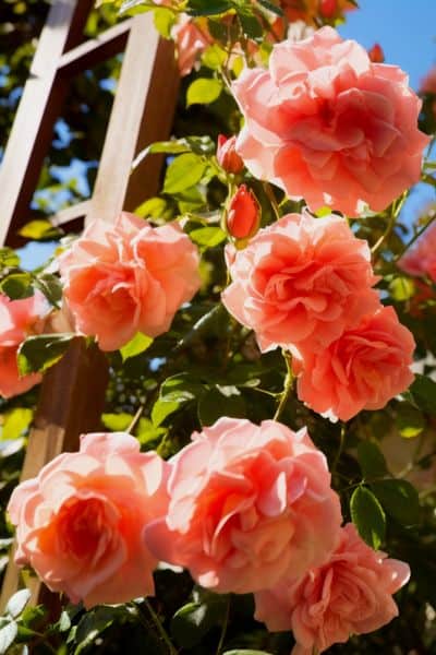 climbing roses on a trellis