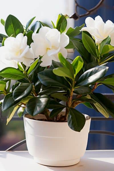 gardenia plant on a balcony