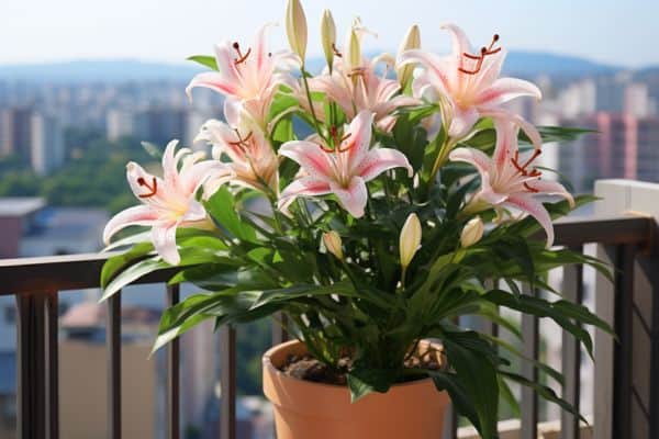 oriental lilac on a balcony