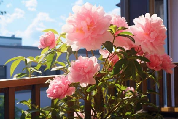 peony balcony plant