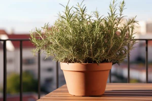 rosemary balcony plant