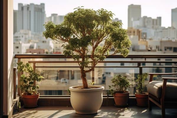 small potted tree on a balcony