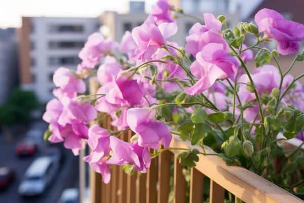 sweet pea balcony garden