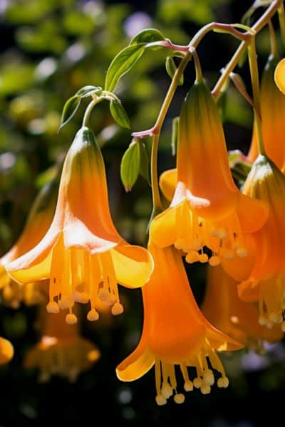 yellow bell shaped flowers