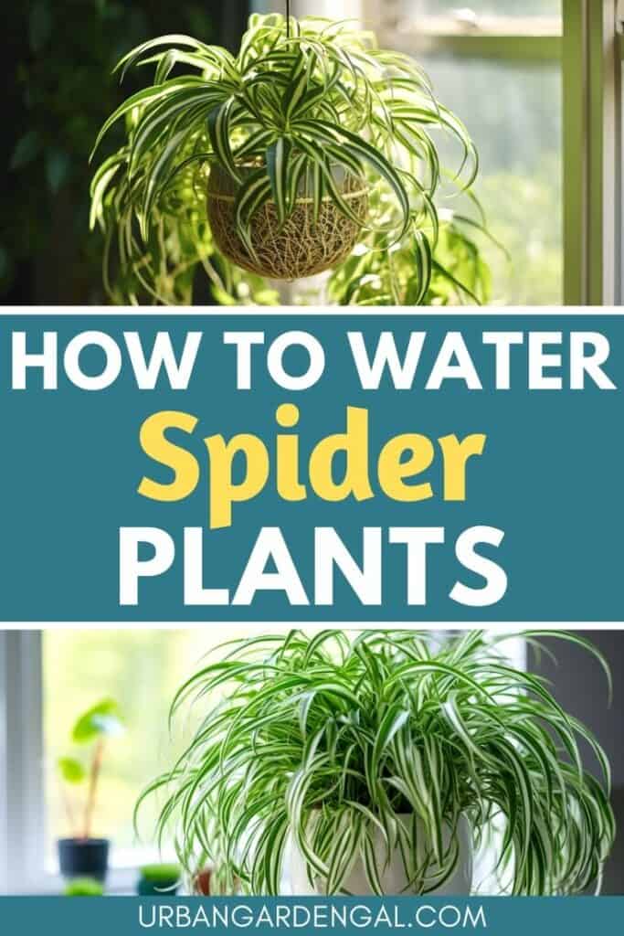 watering a hanging spider plant