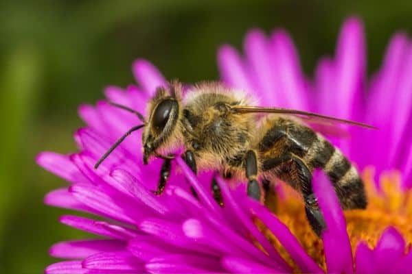 bee friendly garden