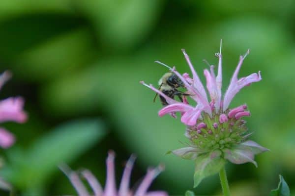 bee on beebalm flower