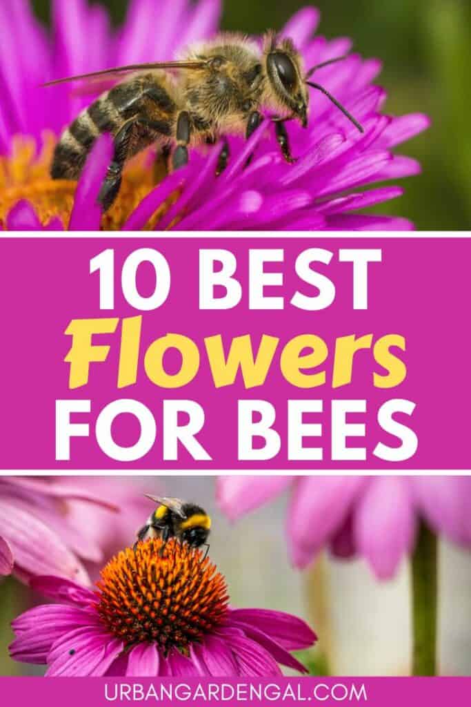 best flowers for bees