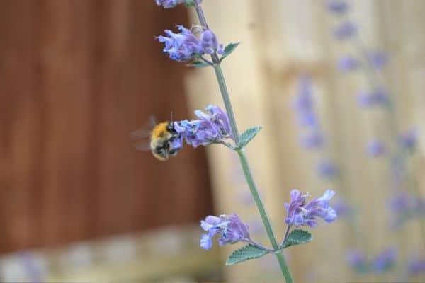 bee on a catmint flower