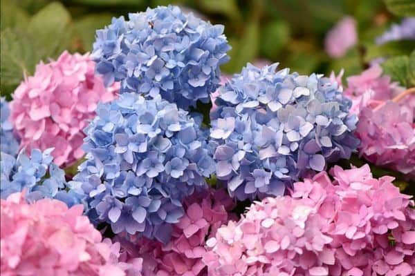 Read more about the article How to Change Hydrangea Flower Colors