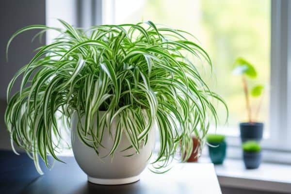 spider plant care