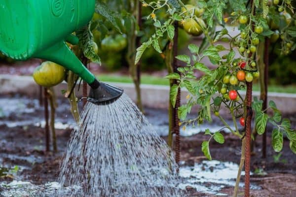watering tomato plants