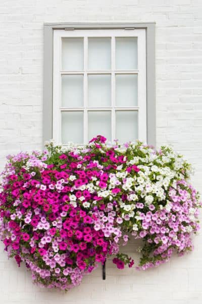 window box petunia flowers